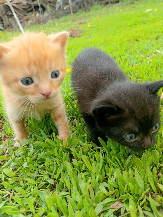 Продам двое котят