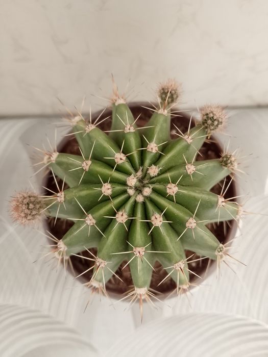 Кактус "Эхинопсис".