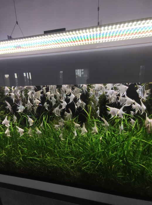 Продавам скаларии