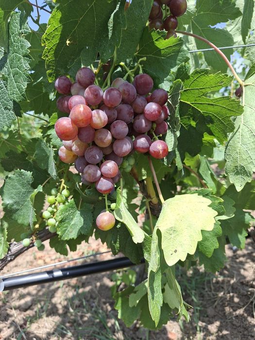 Teren intravilan de vânzare în Viisoara, județul Bihor- zonă liniștită