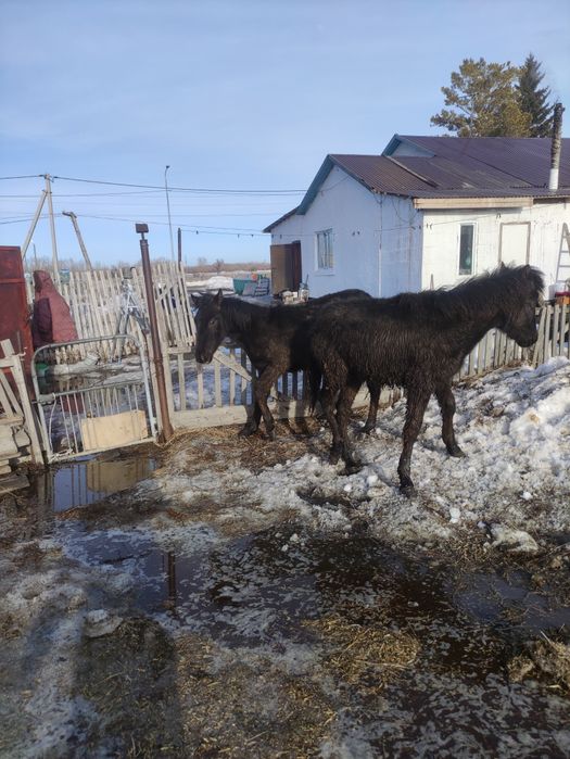 Семіз тай мен жабағы сатылады