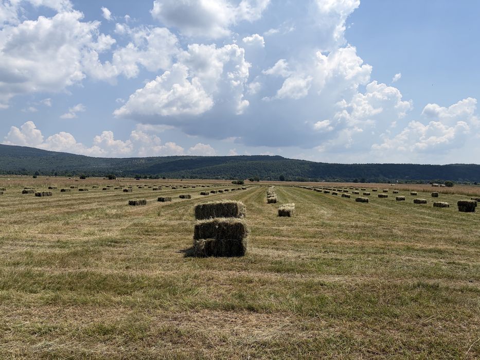Baloț de fân 1000 buc .