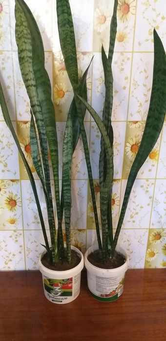 Монстера и сингониум