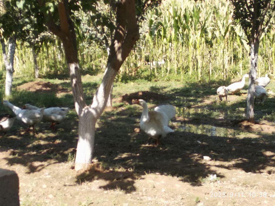 Gozlar sotiladi tezda