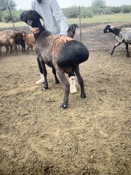 Қисары қошқар ұрықтықа