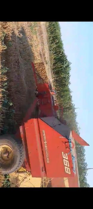 Vând puieți de Salcâm