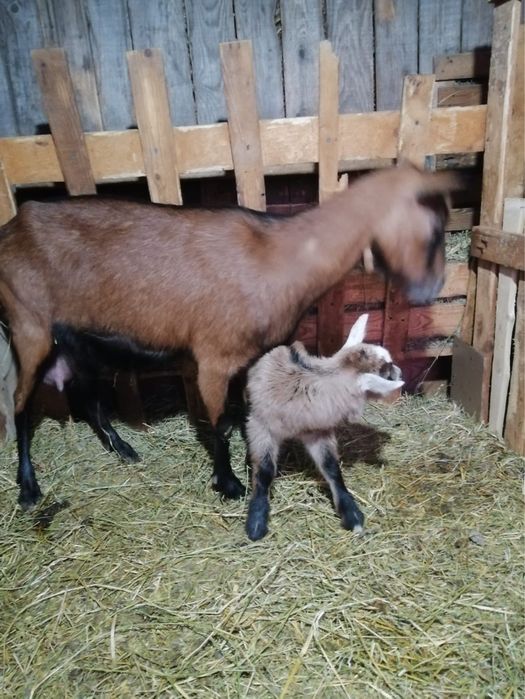 Capra alpina franceza pura cu un tapisor