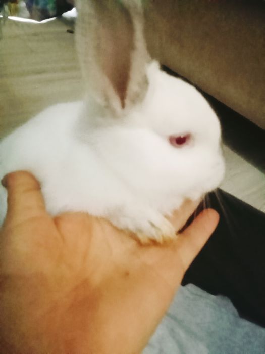 Кролики декоративные