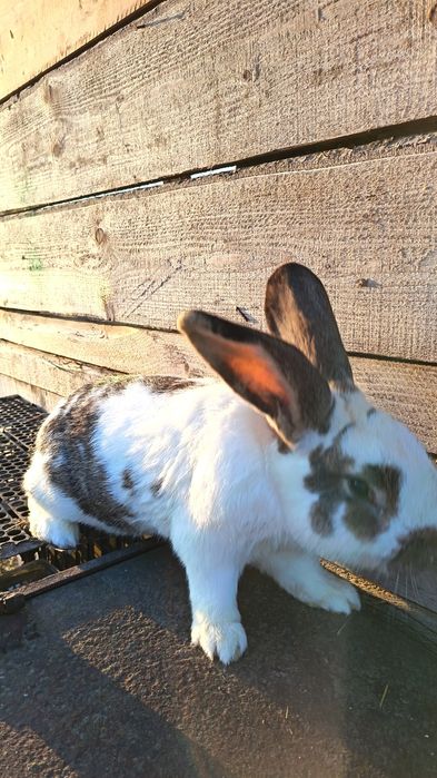 Iepuroi fluture german