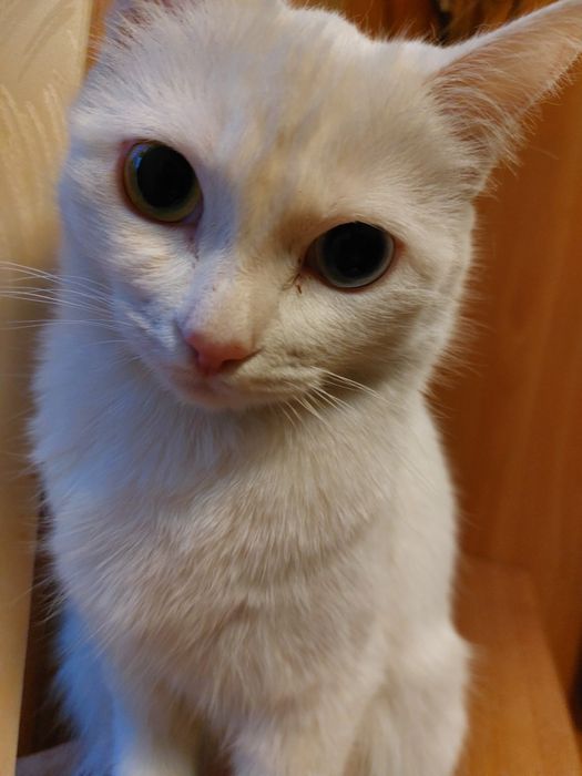 Кошка бесплатно стерилизованная