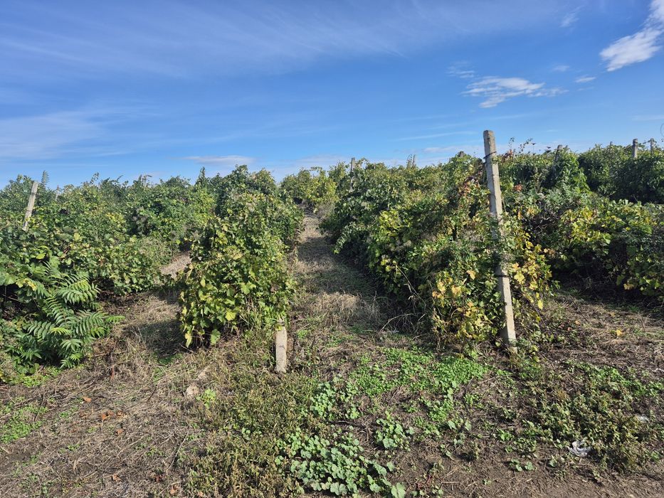Vie 3.5Ha zona Urechesti Vrancea