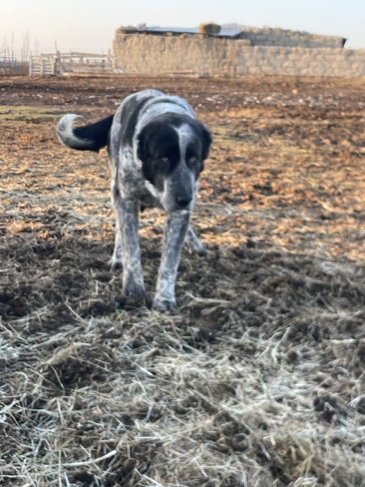 Кушик тер сатылады 1 ай енди болады