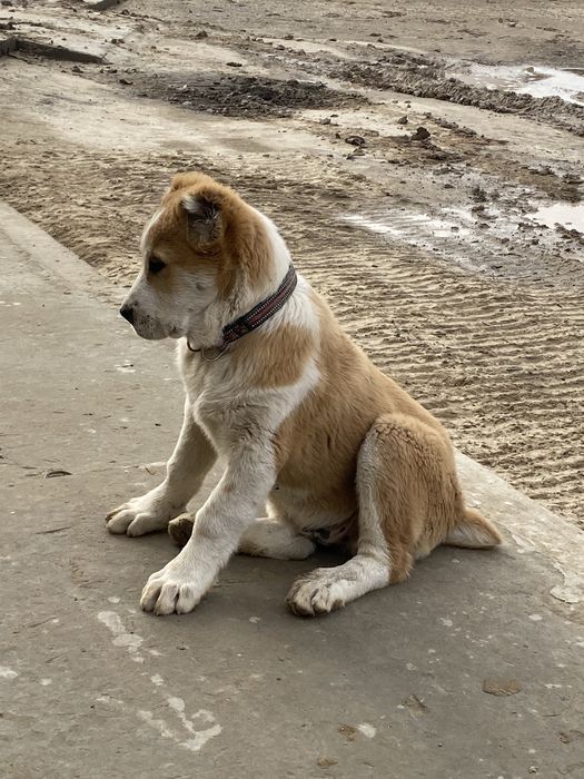 Сао 3,5 ай Алабай