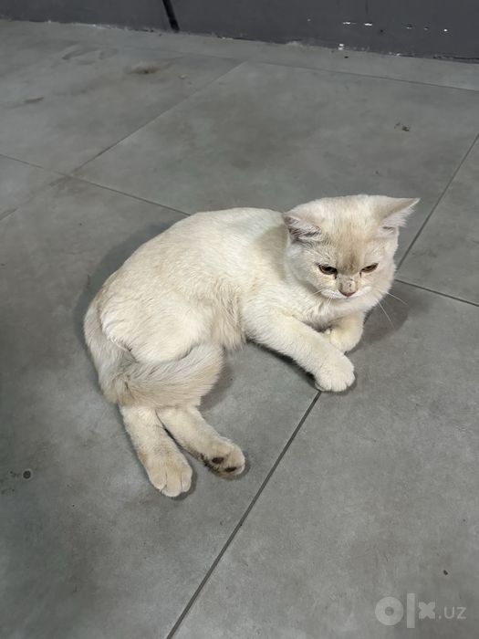 British shorthair