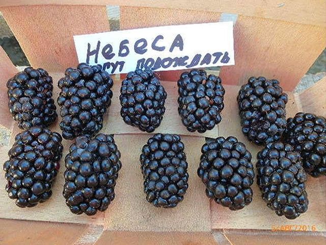 Ежевика саженцы.