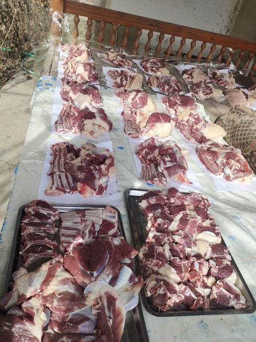 Кассоб Qassob servis xizmati xidsiz sogʻlom sifat qoʻylarimiz xam bor