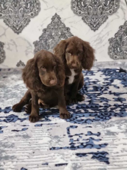 Прадаётся русский спаниел чисто кровньие два малчика