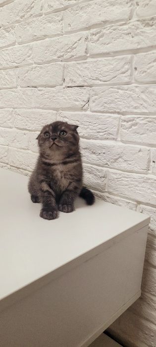 Продается котенок.Гламурный мальчик вислоух
