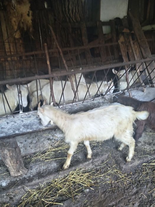 Vand 12 iedutii cu 200 de lei bucata
