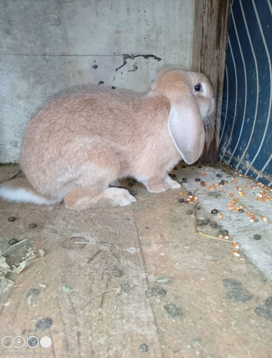 Iepuri de rasa berbec și fluture negru