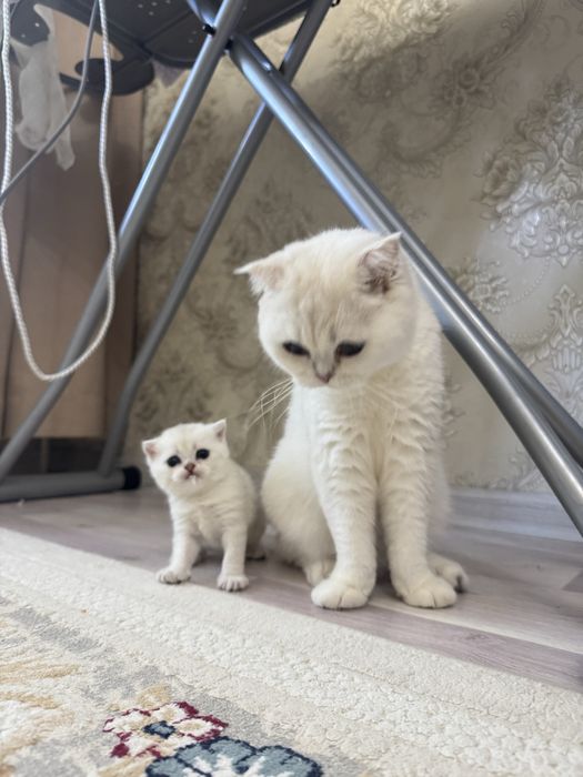Британские шиншилы котята Ш