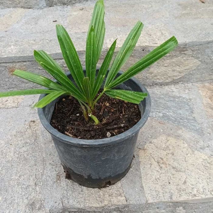 Палма - различни видове и размери палми