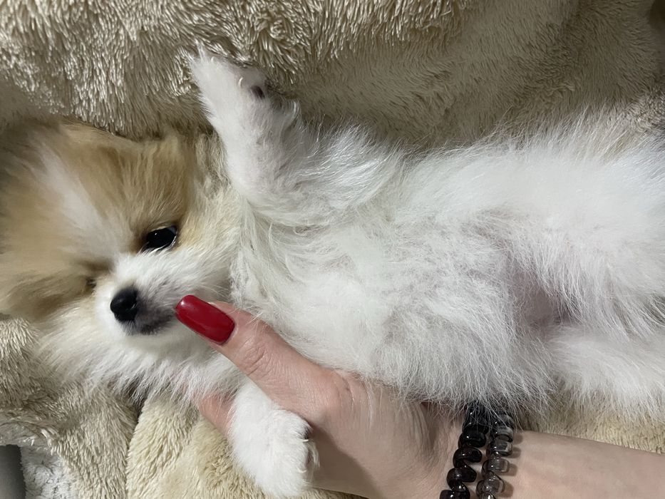 Шпиц девочка пати колор