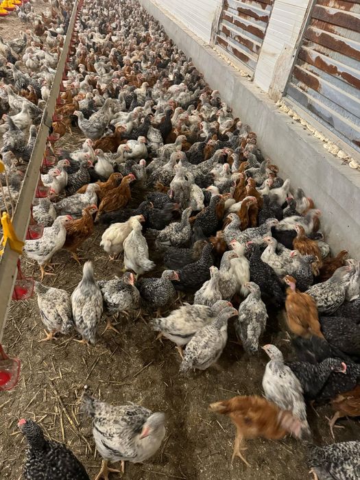 Puii albi de carne și rasa mixta