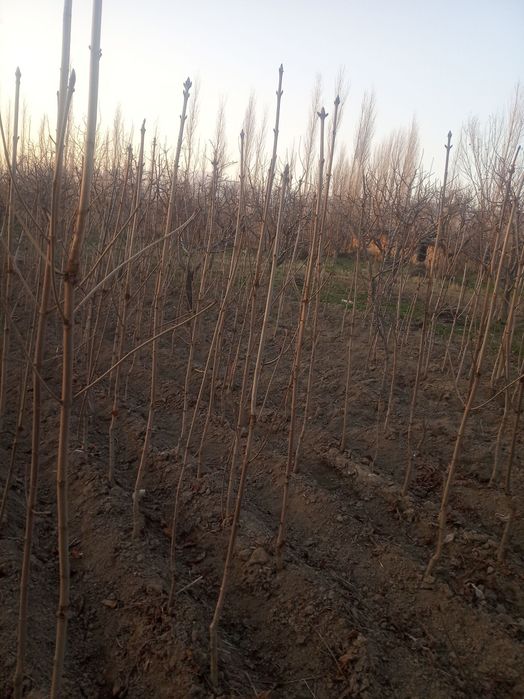 Manzarali kashtan koʻchatlari