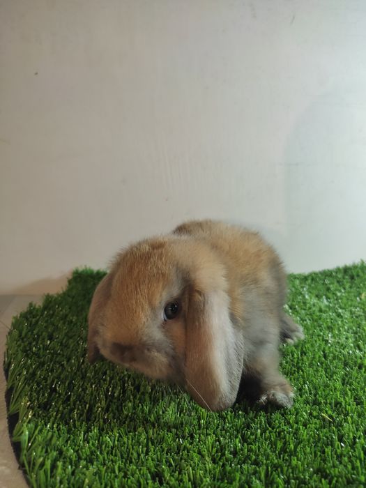 Fransuzkiy Baran bolalari 1oylik