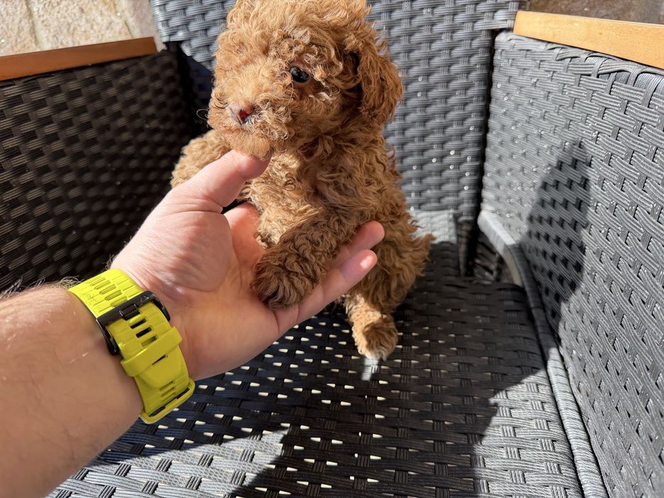 Мини пудели актулано от 19.2.2026