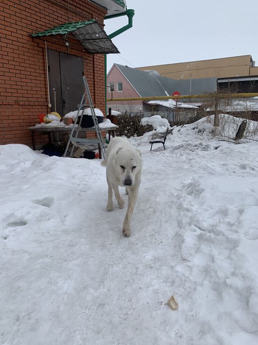 Алабай ждёт невесту