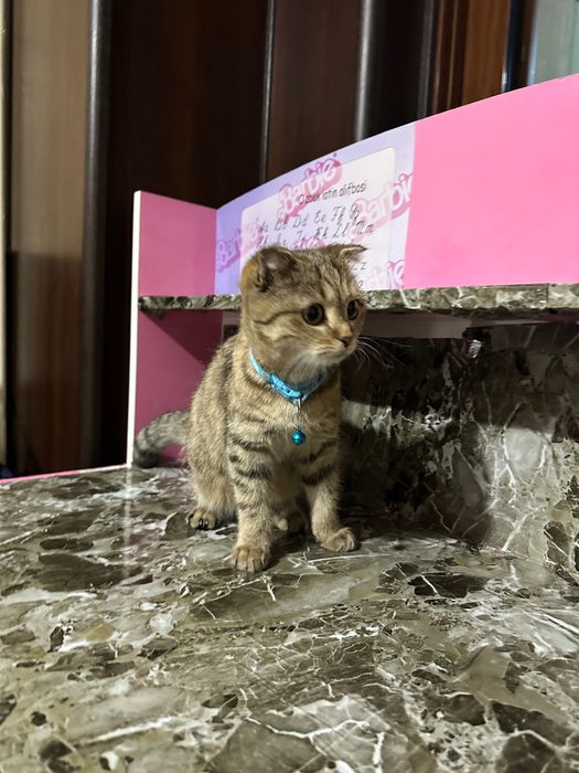 Zotli mushuk sotiladi 8 oyli bolasi