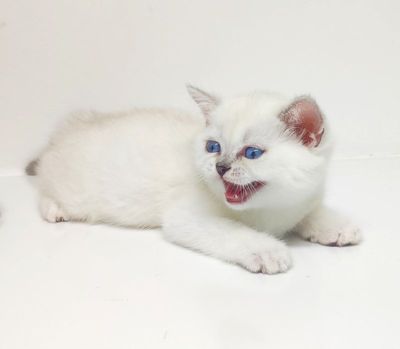 Британские котята