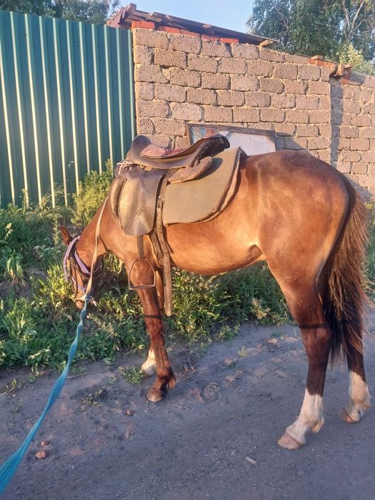 Продаётся обученный жеребчик