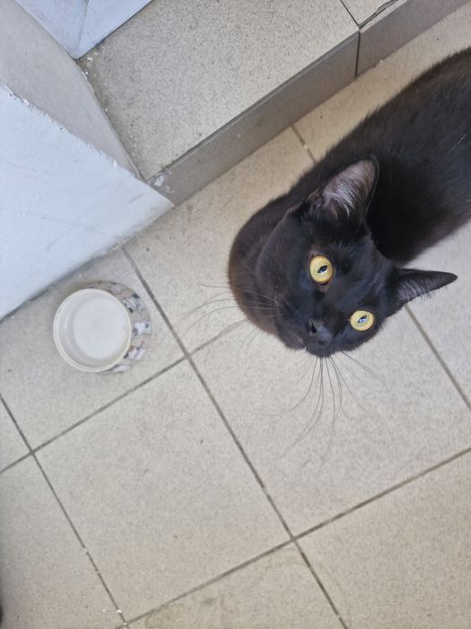 Ласковый котик ищет дом