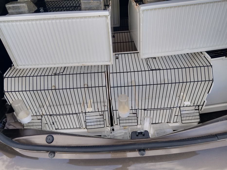 colivii expozitie canari