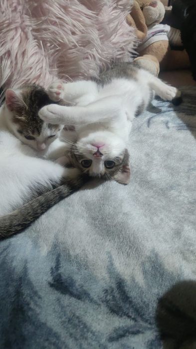 Donez 2 puiuți de pisică