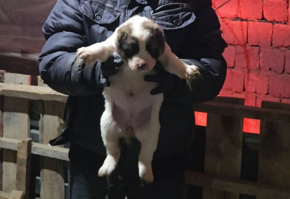 Щенки супертяж продаются