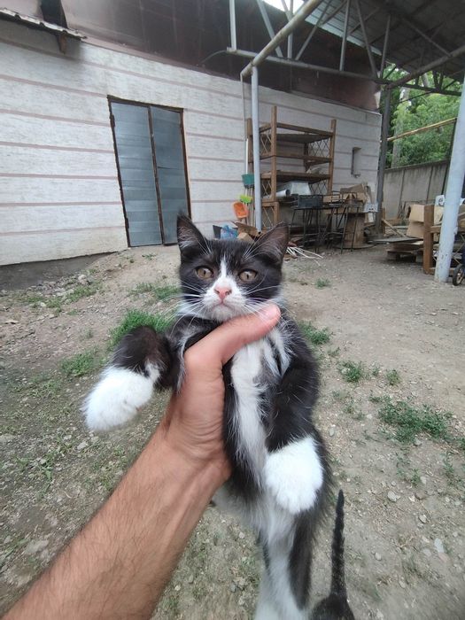 Отдам  кошечку в хорошие руки