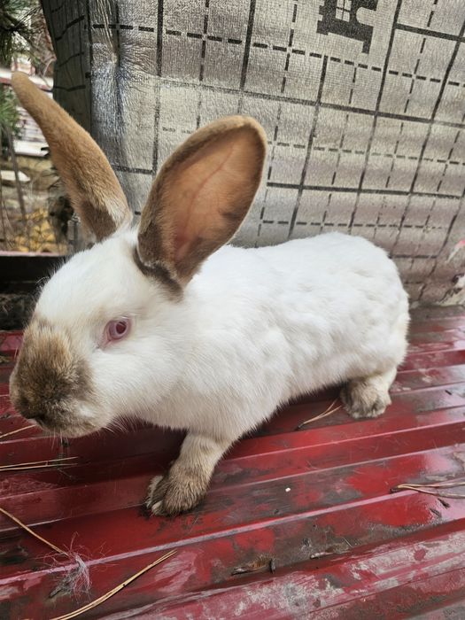 Кролики калифорнийские