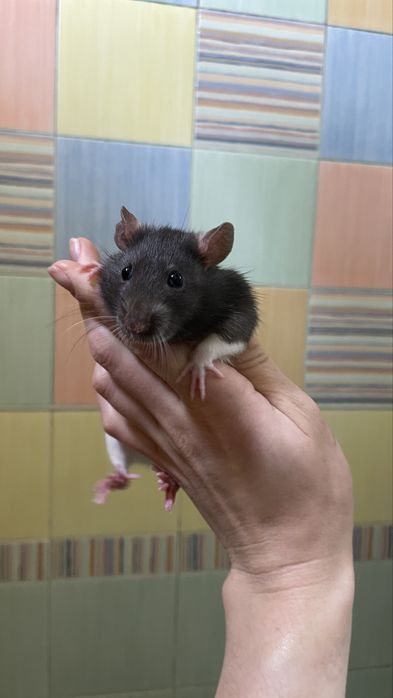 Продам ручных крысят