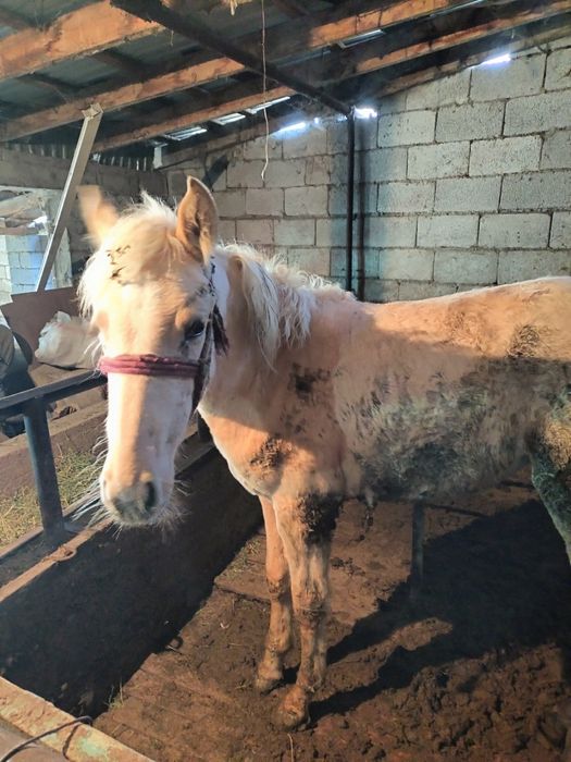 Биелер 3 2 буаз 1 бордакы 1 тай