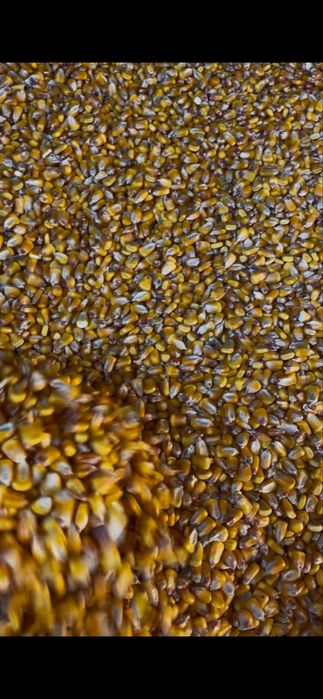 Porumb boabe productie 2025