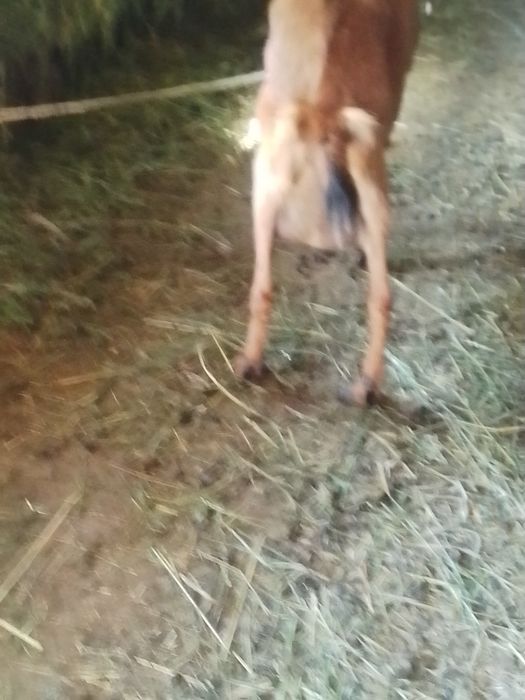 Capre Alpine de vânzare bune de lapte tinere. Capre la a doua fătate.