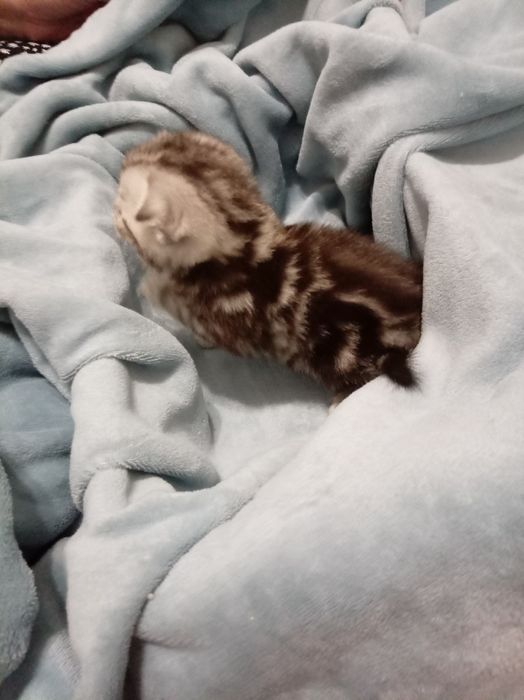 Продам котенок мальчик выслоуха Scottish Fold