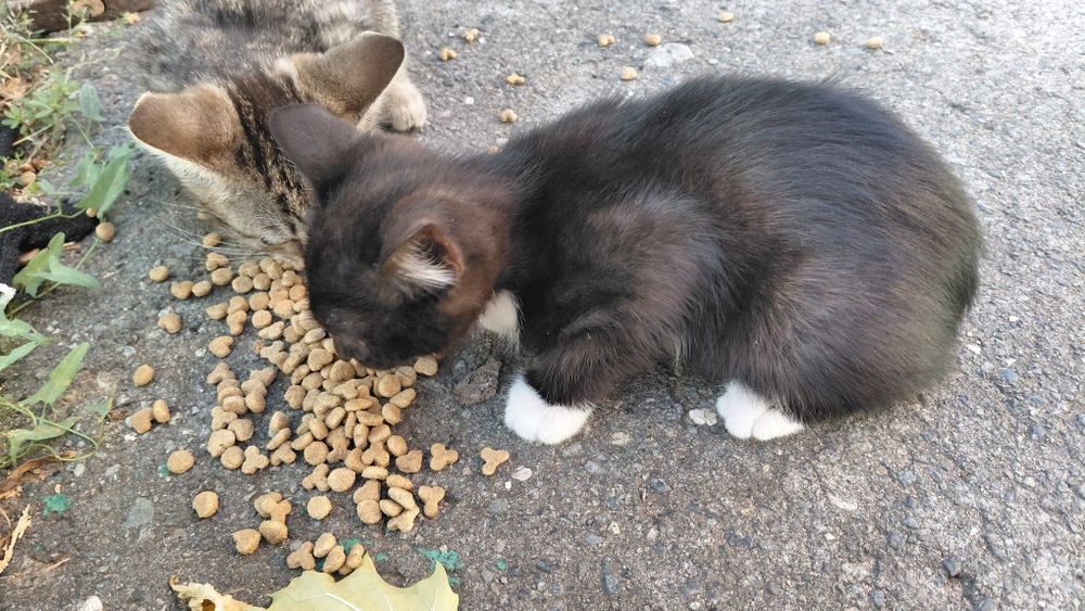 Отдаем котят два мальчика