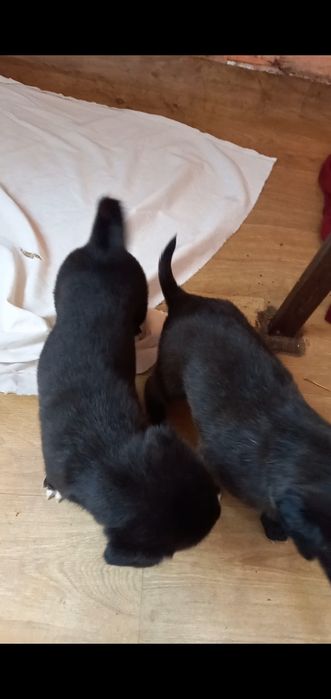 Отдам щенков за продукты питания .