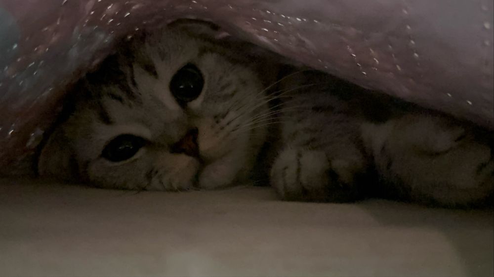 Кошка в добрые руки