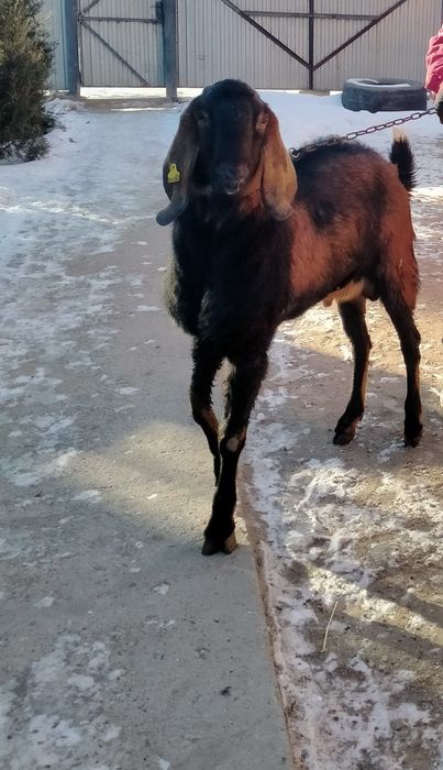 Продам козла англо-нубийская